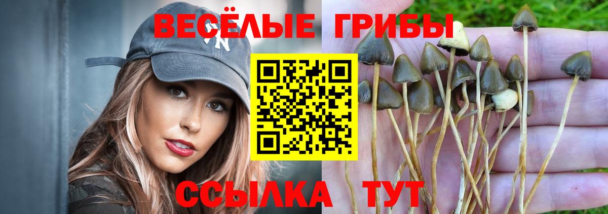 Псилоцибиновые грибы Psilocybine cubensis Глазов